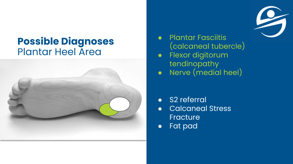 diagram showing heel pain in Tucson caused by different structures in the foot including the plantar fascia and flexor digitorum brevis